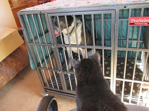 Scratchy looking at Bongo in his kennel