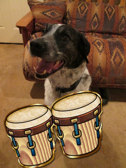 Bongo with bongo drums