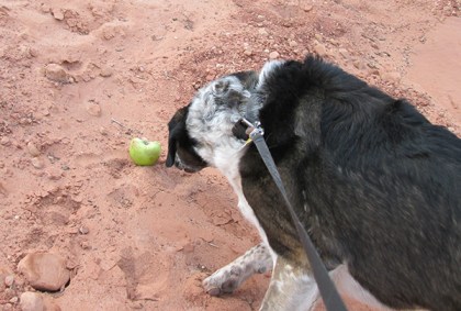 Bongo beingdragged from the apple by his leash