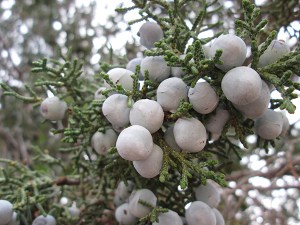 Juniper berries