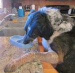 Bongo eating all the cat food