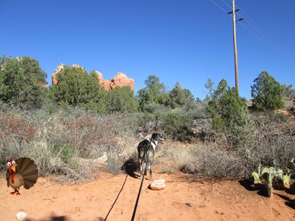 Bongo ready to head home - still missing the turkey