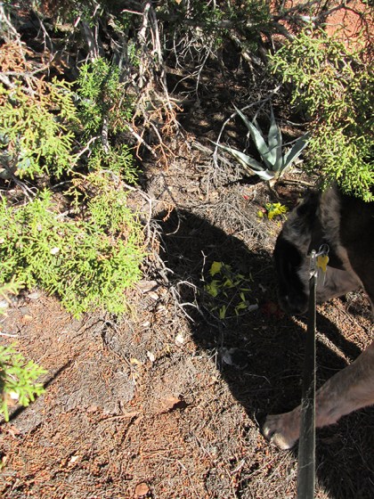 What's hiding in Bongo's shadow?