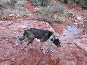 Bongo creeping along in a wash with puddles