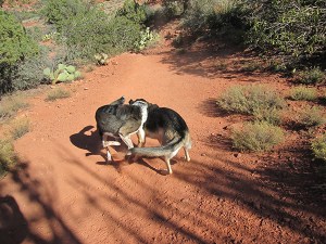 Bongo and Julie playing on the trail