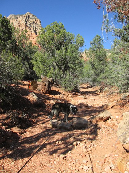 Bongo in a dry wash and looking away from the turkey