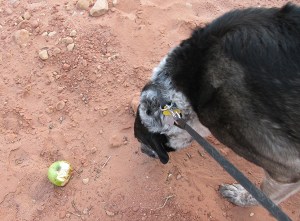 Bongo finding an apple on the trail