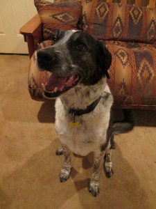 Bongo in front of a futon