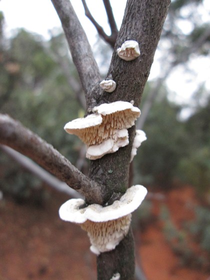 Fungus on a branch