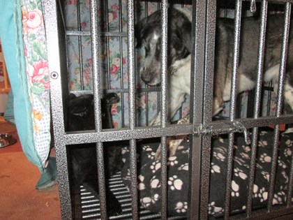 Bongo starting to go after Scratchy in the kennel