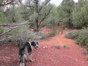 Bongo on the trail on a gray day