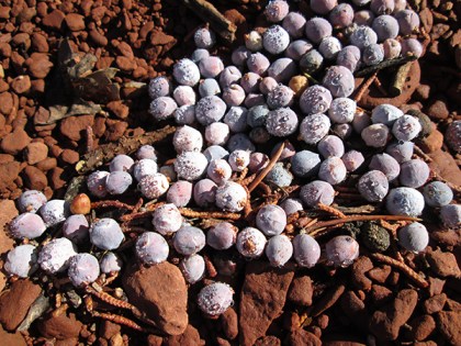 Pile of juniper berries on the ground