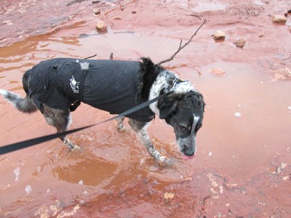 Bongo in a large mud puddle