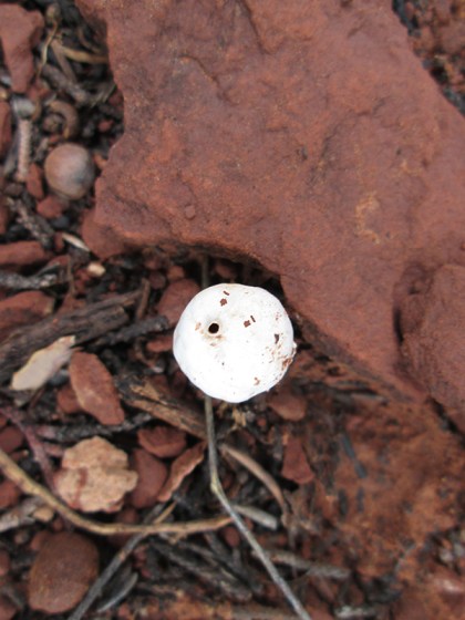 Mushroom with a face