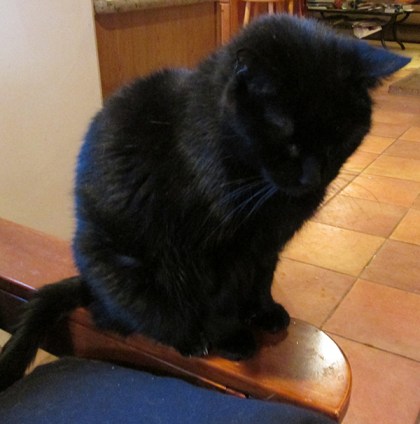 Scratchy on the arm of a futon