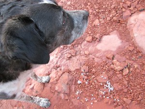 Bongo near a pile of juniper berries