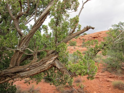 Juniper tree with pink berries