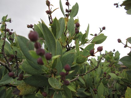 Purple berries against a gray sky