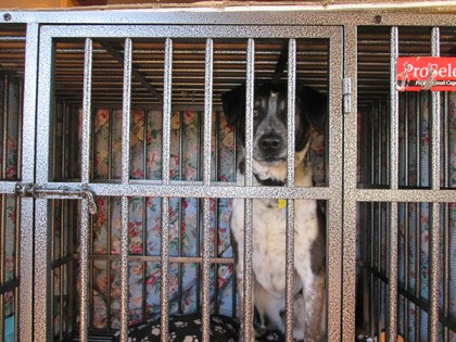 Bongo waiting to come out of his kennel