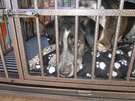 Bongo in dog jail looking sad