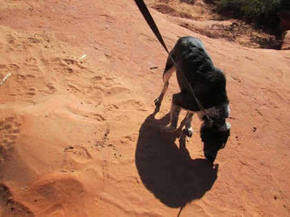 Bongo sniffing near the sand pile