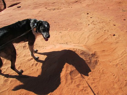 Bongo's shadow over the sand pile