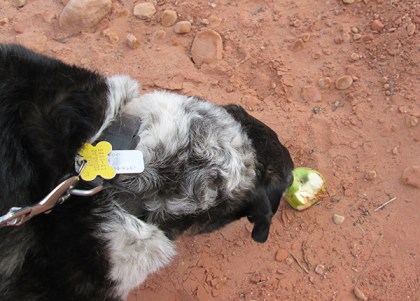 Bongo smelling an apple on the ground