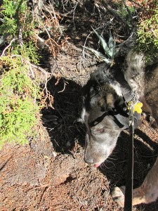 Bongo sniffing something on the trail