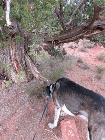 Bongo sniffing the ground under a juniper tree