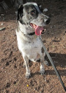 Bongo sitting next to a tiny treat