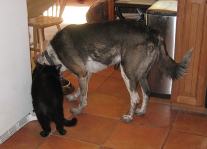 Scratchy standing by while Bongo drinks water