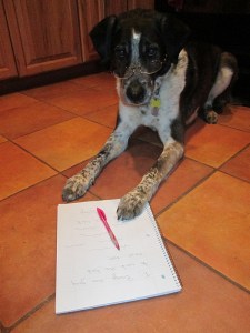 Bongo with pad, pen, and glasses - ready to write