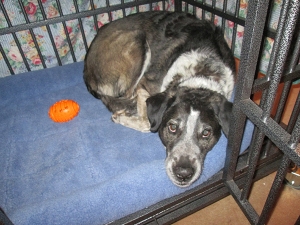 Bongo caught lying in his kennel