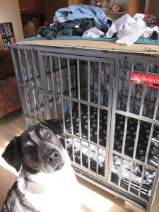 Bongo by his kennel which has clothes on top of it