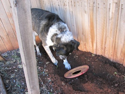 Bongo digging with the Frisbee in his hole