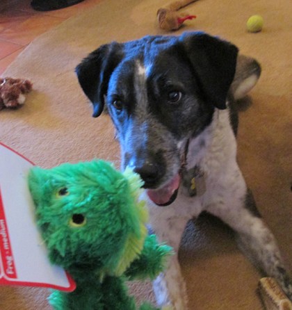 Bongo looking at a toy frog