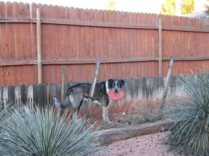 Bongo keeping his distance with a frisbee in his mouth