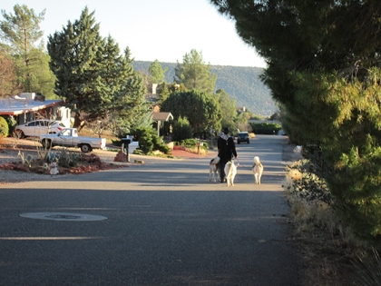 Huskies walking down the street