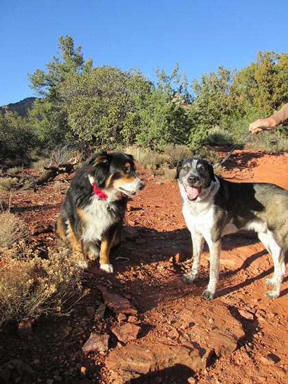 Bongo looking proud and Toby looking kind of sad