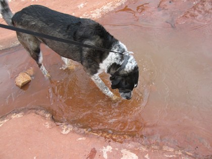 Bongo in the icy puddle