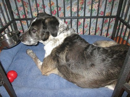 Bongo turned away in the kennel