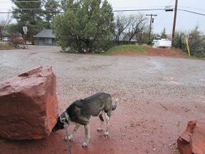 Bongo looking under a rock