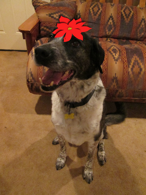 Bongo wearing a poinsettia hat