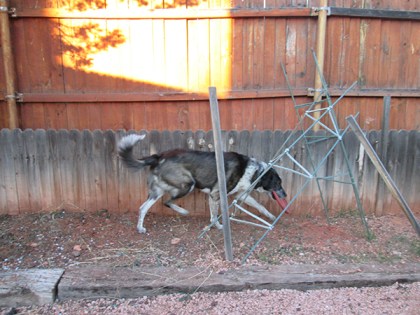 Bongo running through the garden area