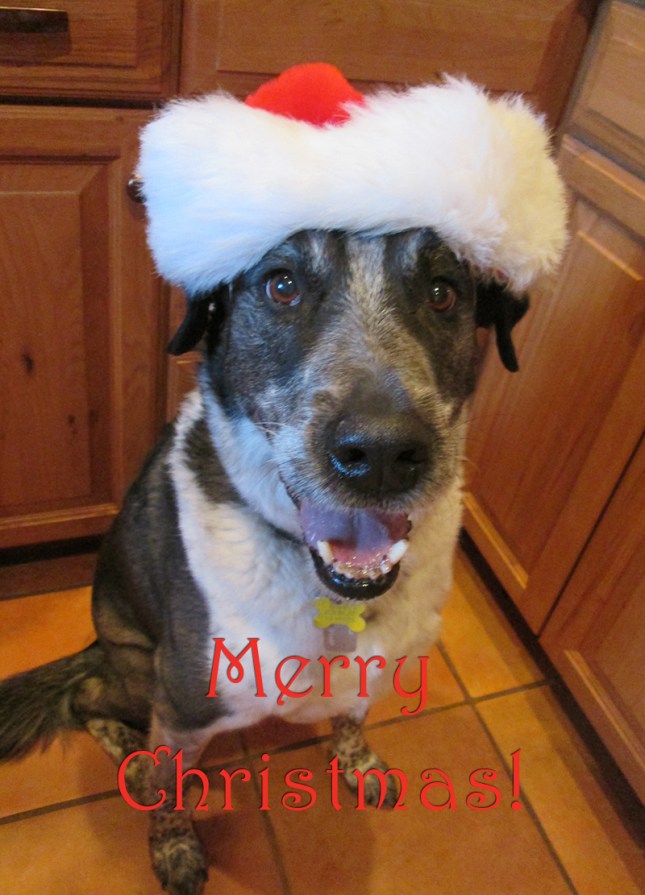 Bongo in a Santa hat