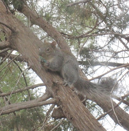Squirrel in a tree with a Christmas light in his mouth