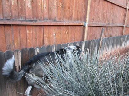 Bongo squeezing between a yucca plant and the fence