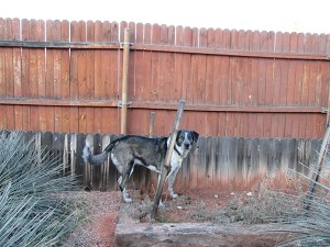 Bongo keeping his distance in the yard