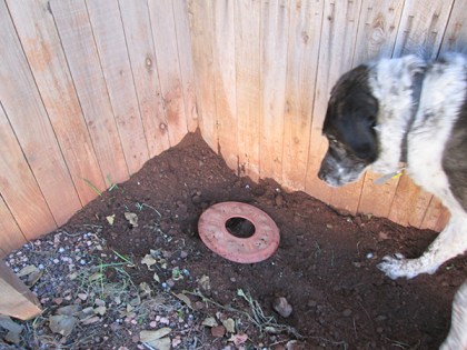 Bongo watching the Frisbee in the hole