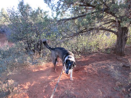 Bongo making a hole in the dust